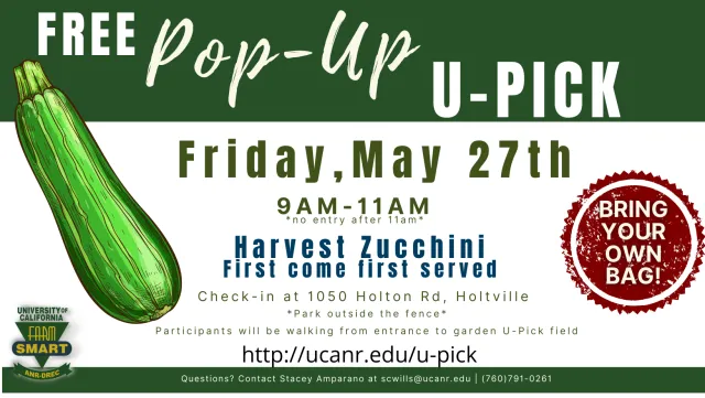Zucchini U-Pick